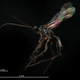 Illustration for article titled I've never seen macroscopic images as incredibly sharp as these ones
